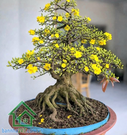 CHỈ 8,9 TỶ – SIÊU PHẨM 5 TẦNG CÓ THANG MÁY – GẦN TÔ HIỆU, ĐẦM SEN - HẺM 5M Ô TÔ NGỦ TRONG NHÀ – 66,4M² – 5PN 5WC Diện tích: 3.6/3.91 x 17.86m – 66,4m² Kết cấu: 1 trệt + 1 lửng + 3 lầu – đúc BTCT kiên cố. Công năng: 5PN – 5WC, 2 phòng khách, bếp, phòng thờ